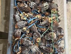 Сушенная хурма(бычье сердце)