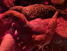 цепляется по 1,5 месяцев