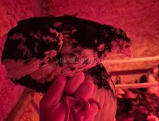 цепляется по 1,5 месяцев