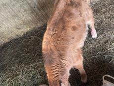 Продается БЫЧОК 