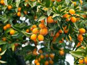 Кумкват на продажу 