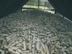 Кукуруза 🌽 с.Адзбжа 