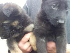 Немецкие овчарки 