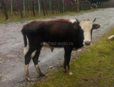 Продам два бычка 