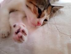 Возьму в дар котёнка.