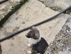 Щенки немецкой овчарки