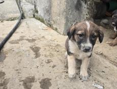 Щенки немецкой овчарки