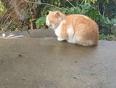 Отдам котика в добрые руки