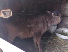 Продается бычок 3 месяца 20т