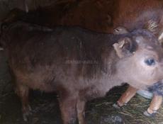 Продается бычок 3 месяца 20т