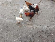 Продаются куры петухи 10 штук по 1500 