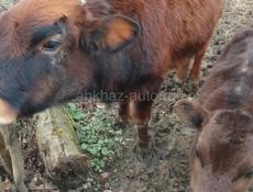 Продается телка 30т