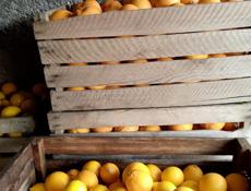 Лимоны апельсины 