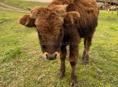 Продаётся бычок
