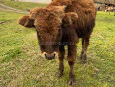 Продаётся бычок