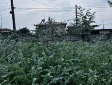 Продаю саженцы серебристого эвкалипта ,цена 250 рублей 