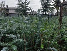 Продаю саженцы серебристого эвкалипта ,цена 250 рублей