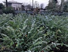 Продаю саженцы серебристого эвкалипта ,цена 250 рублей