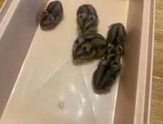 Джунгарское хомячки