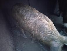 Продаётся, свинью 