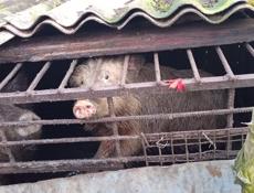 Продаётся, свинью 