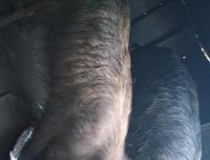 Продаётся, свинью 