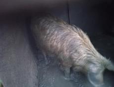 Продаётся, свинью 