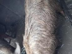 Продаётся, свинью 