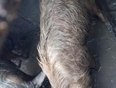 Продаётся, свинью 