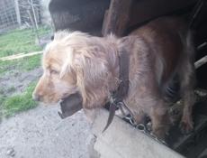 Отдам в добрые руки.