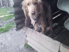 Отдам в добрые руки.