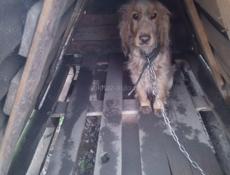 Отдам в добрые руки.