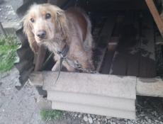 Отдам в добрые руки.