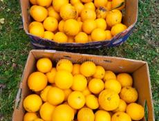 Продаю апельсины около 200 кг