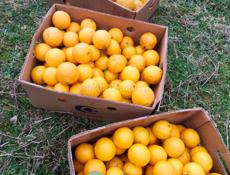 Продаю апельсины около 200 кг