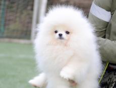 Померанский шпиц