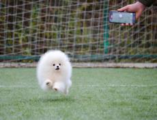 Померанский шпиц