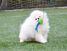 Померанский шпиц