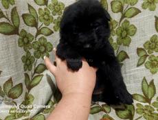 Бранируем очеровательных щенков немецкой Авчарки 