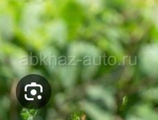 Продается корова 