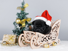 Мопс щенок 2.5 месяца