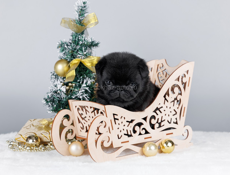 Мопс щенок 2.5 месяца