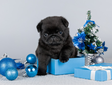 Мопс щенок 2.5 месяца