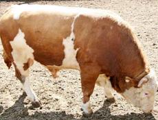 Продаю быка срочно 250 кг 90т 