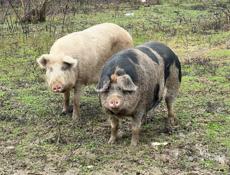 Продаю свиней 