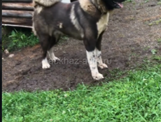 Отдам в добрые руки собаку породой Американская акита. 