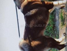 Отдам в добрые руки собаку породой Американская акита. 