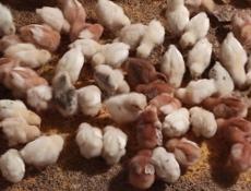 Продаю цыплят разных пород, им 12 дней 