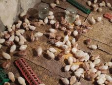 Продаю цыплят разных пород, им 12 дней 