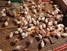 Продаю цыплят разных пород, им 12 дней 